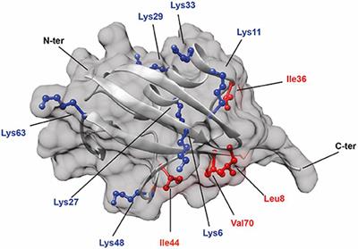 Diubiquitin-Based NMR Analysis: Interactions Between Lys6-Linked diUb and UBA Domain of UBXN1